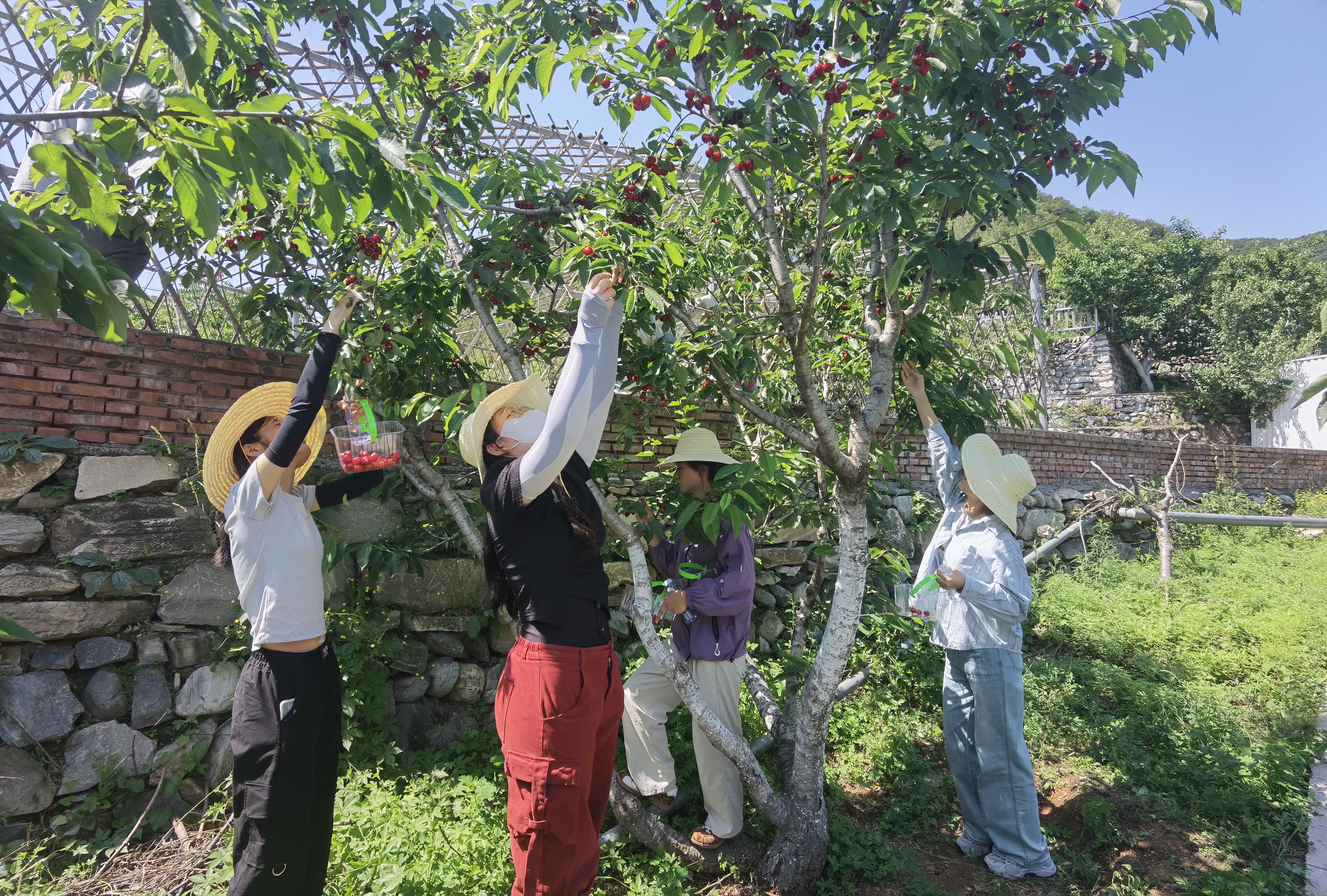 摘樱桃2.jpg